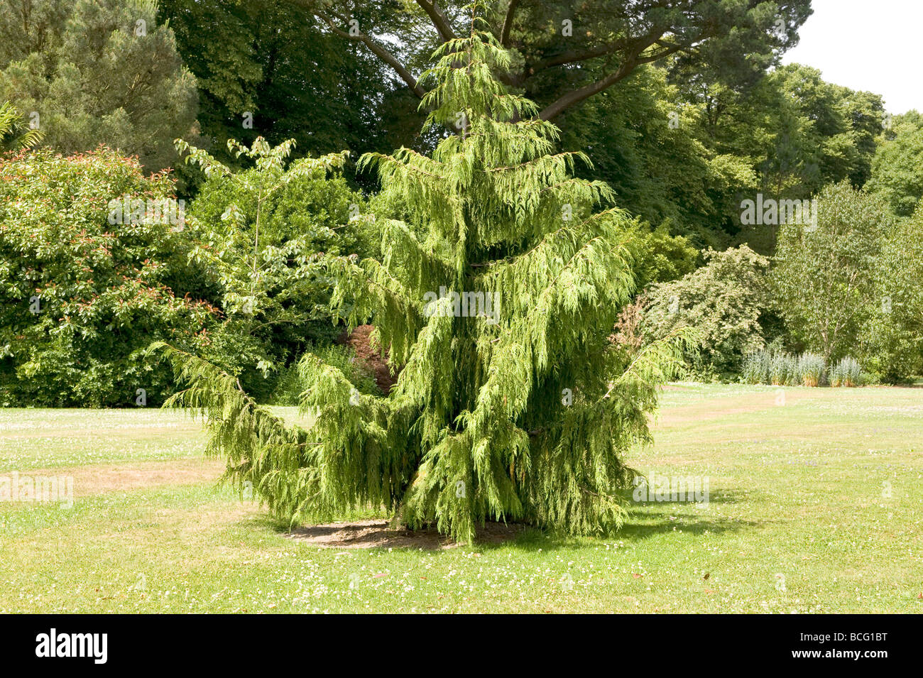 Cedrus Cedar deodara `Aurea`. Ideal small conifer for a large garden. Stock Photo